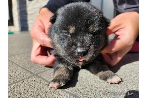 成約済の長崎県の柴犬-211572の1枚目