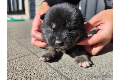 成約済の長崎県の柴犬-211572の3枚目