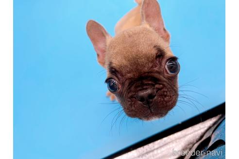 成約済の東京都のフレンチブルドッグ-208651の45枚目