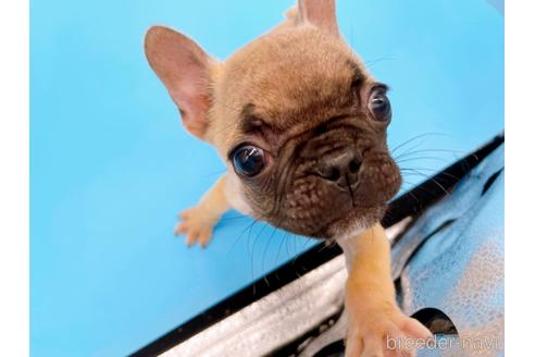 成約済の東京都のフレンチブルドッグ-208651の43枚目