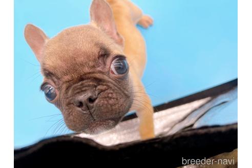 成約済の東京都のフレンチブルドッグ-208651の42枚目