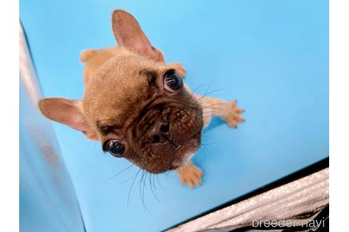 成約済の東京都のフレンチブルドッグ-208651の41枚目