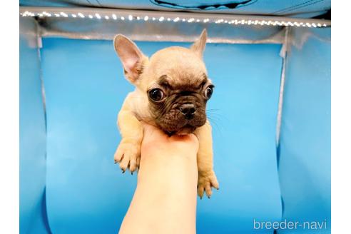 成約済の東京都のフレンチブルドッグ-208651の39枚目