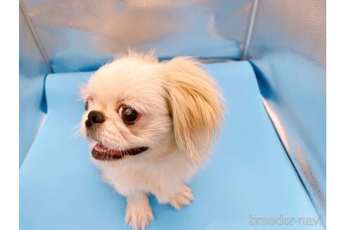 成約済の東京都のペキニーズ-199386の35枚目