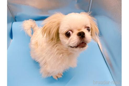 成約済の東京都のペキニーズ-199386の33枚目