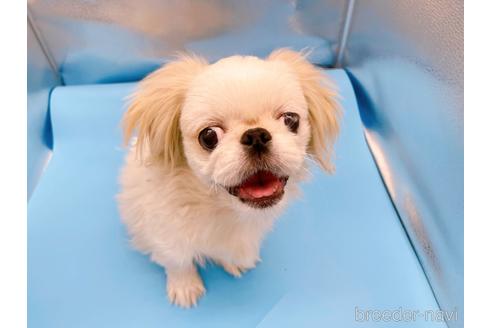 成約済の東京都のペキニーズ-199386の32枚目