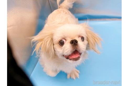 成約済の東京都のペキニーズ-199386の31枚目