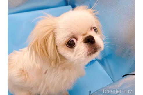 成約済の東京都のペキニーズ-199386の29枚目