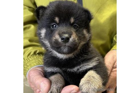 成約済の埼玉県の柴犬-211575の1枚目