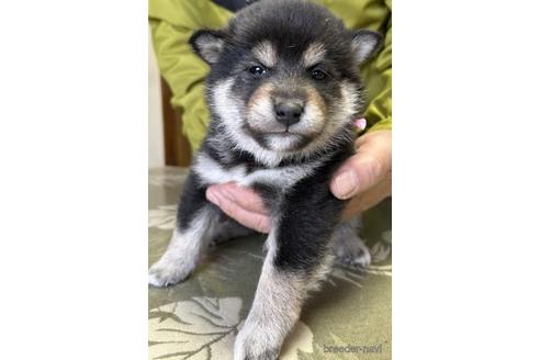 成約済の埼玉県の柴犬-211577の3枚目