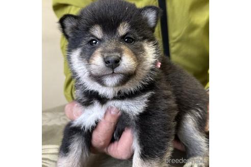 成約済の埼玉県の柴犬-211577の1枚目