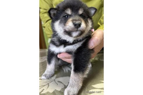 成約済の埼玉県の柴犬-211577の2枚目