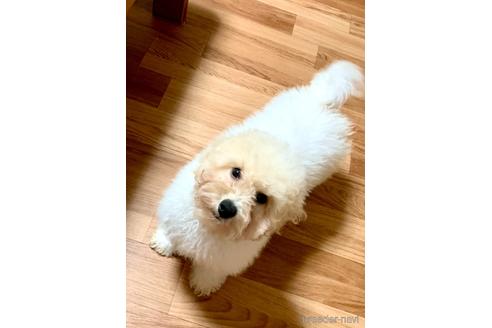 成約済の東京都のミックス犬-194278の14枚目