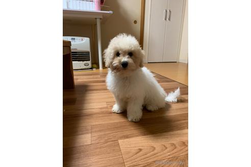 成約済の静岡県のミックス犬-202964の13枚目