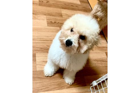 成約済の静岡県のミックス犬-202964の12枚目