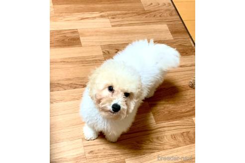 成約済の静岡県のミックス犬-202964の11枚目