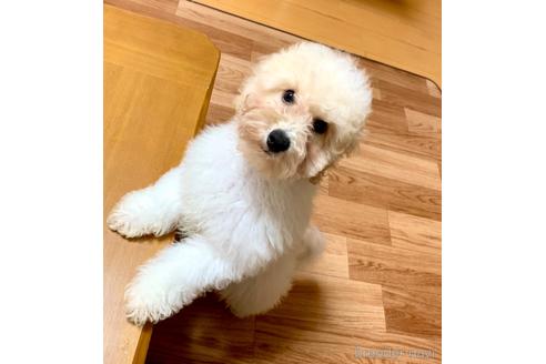 成約済の静岡県のミックス犬-202964の10枚目