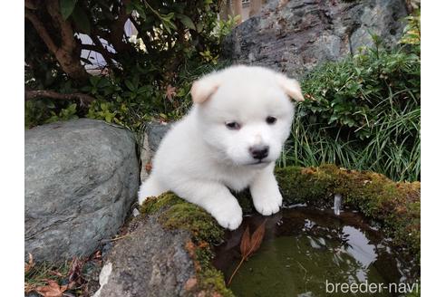 成約済の岡山県の柴犬-210012の1枚目