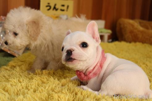成約済の愛知県のフレンチブルドッグ-202938の22枚目