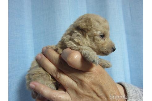 成約済の福岡県のミックス犬-210295の20枚目