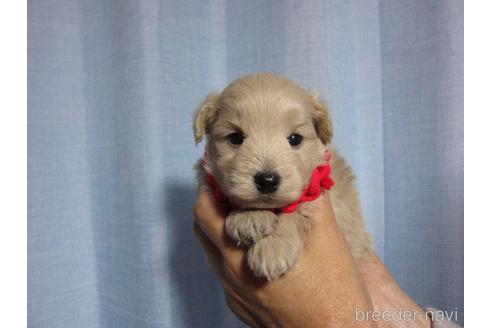 成約済の福岡県のミックス犬-209181の17枚目