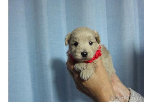 成約済の福岡県のミックス犬-209181の16枚目