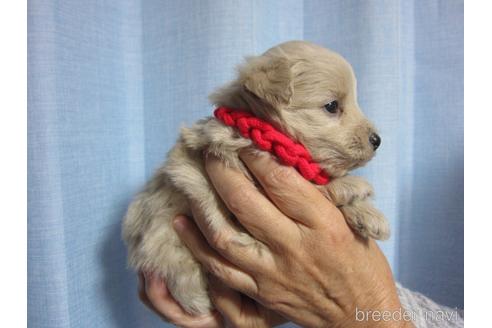 成約済の福岡県のミックス犬-209181の15枚目