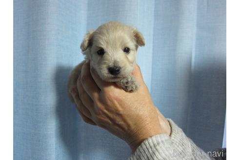 成約済の福岡県のミックス犬-210294の23枚目