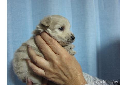 成約済の福岡県のミックス犬-210294の22枚目