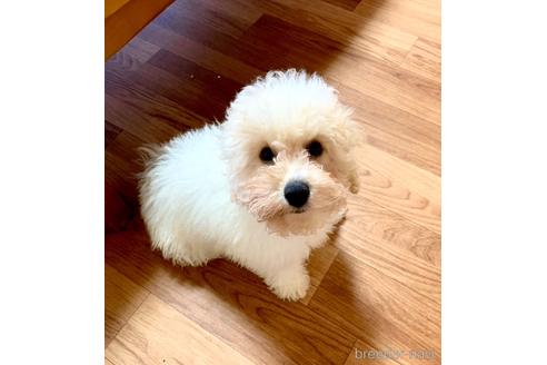 成約済の静岡県のミックス犬-202964の9枚目