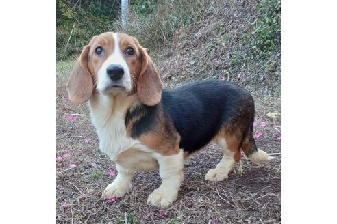 成約済の神奈川県のミックス犬-194252の5枚目