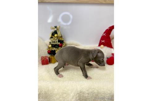 成約済の愛知県のイタリアングレーハウンド(イタグレ)-211676の3枚目