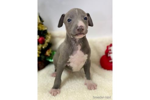 成約済の愛知県のイタリアングレーハウンド(イタグレ)-211676の4枚目