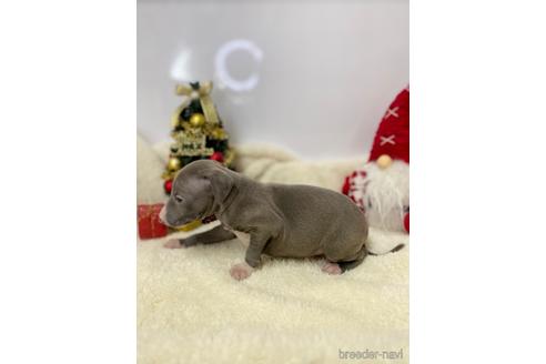 成約済の愛知県のイタリアングレーハウンド(イタグレ)-211676の2枚目