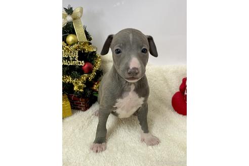 成約済の愛知県のイタリアングレーハウンド(イタグレ)-211676の1枚目