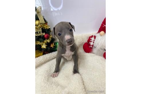 成約済の愛知県のイタリアングレーハウンド(イタグレ)-211682の2枚目