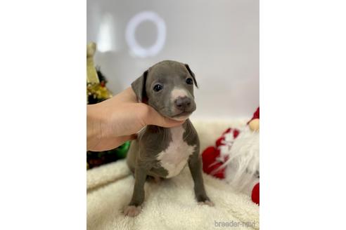 成約済の愛知県のイタリアングレーハウンド(イタグレ)-211682の3枚目