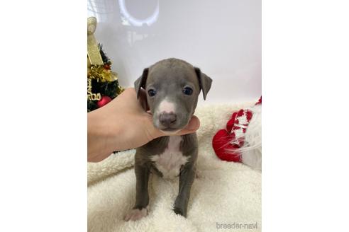 成約済の愛知県のイタリアングレーハウンド(イタグレ)-211682の1枚目