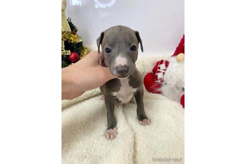 成約済の愛知県のイタリアングレーハウンド(イタグレ)-211682の4枚目