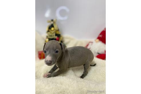 成約済の愛知県のイタリアングレーハウンド(イタグレ)-211682の5枚目