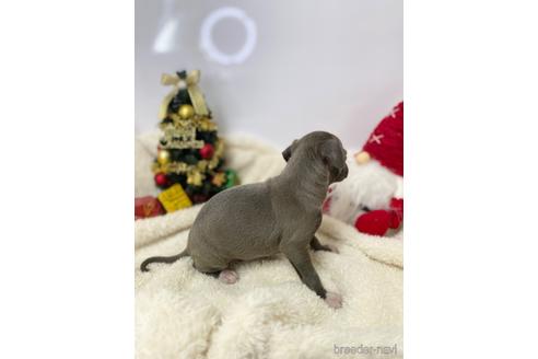 成約済の愛知県のイタリアングレーハウンド(イタグレ)-211682の6枚目