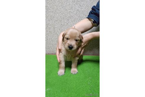 成約済の静岡県のゴールデンレトリーバー-210552の1枚目