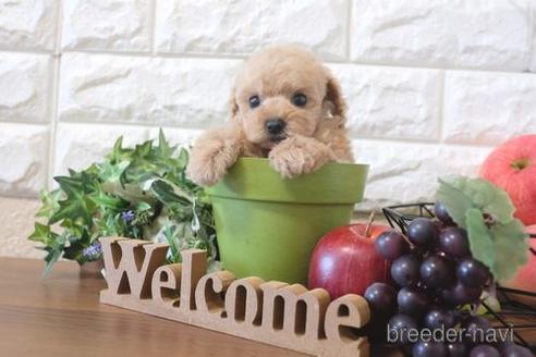 成約済の滋賀県のトイプードル-209688の6枚目