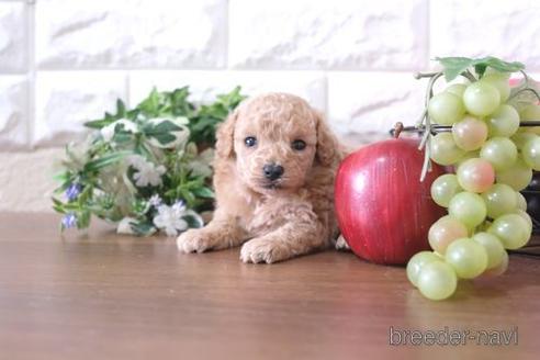 成約済の滋賀県のトイプードル-209688の3枚目