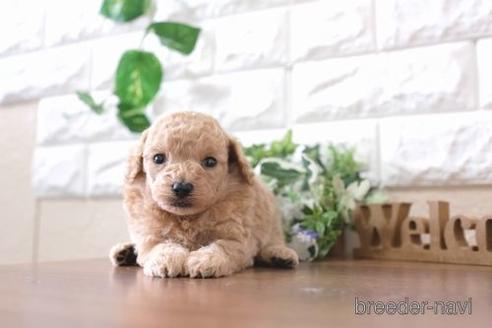 成約済の滋賀県のトイプードル-209688の2枚目