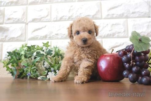 成約済の滋賀県のトイプードル-209531の1枚目