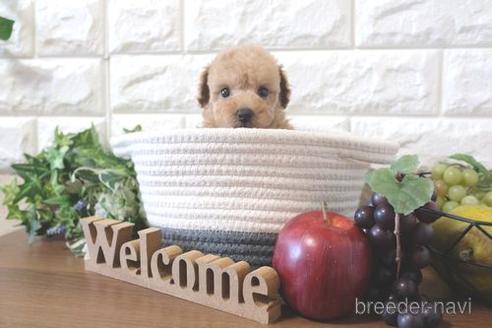 成約済の滋賀県のトイプードル-209531の6枚目