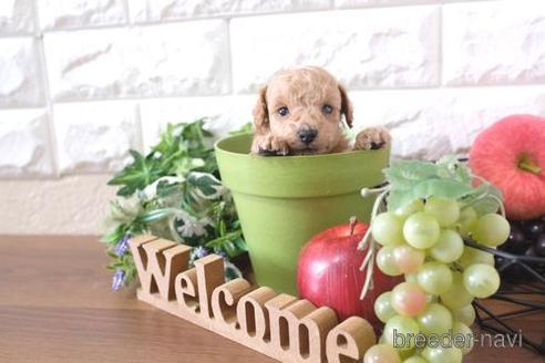 成約済の滋賀県のトイプードル-209531の3枚目