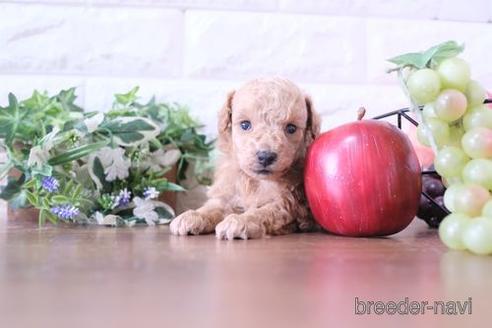 成約済の滋賀県のトイプードル-209531の2枚目