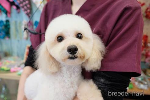 成約済の滋賀県のトイプードル-209692の4枚目